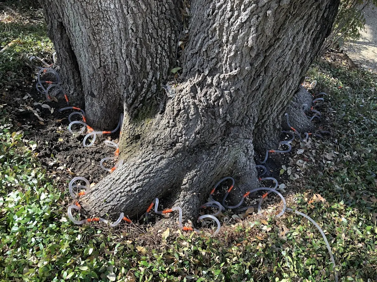 Detailed Tree Cabling and Bracing job site in Redwood Valley