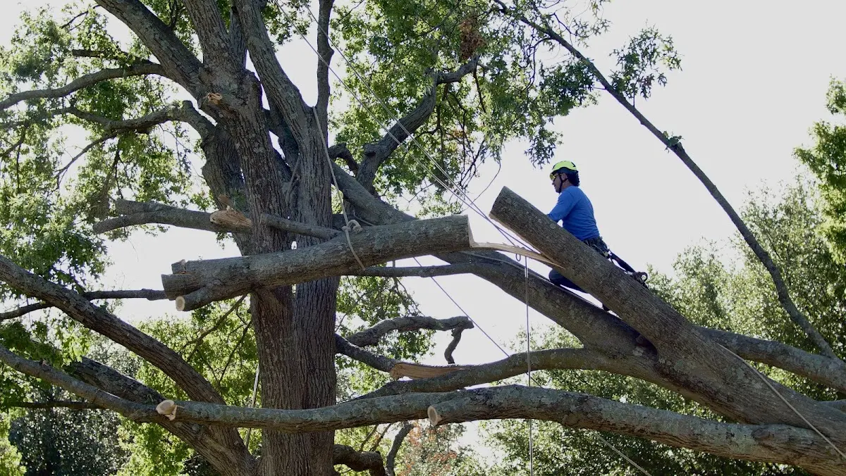 Professional Crown Thinning performed by certified arborists in Redwood Valley