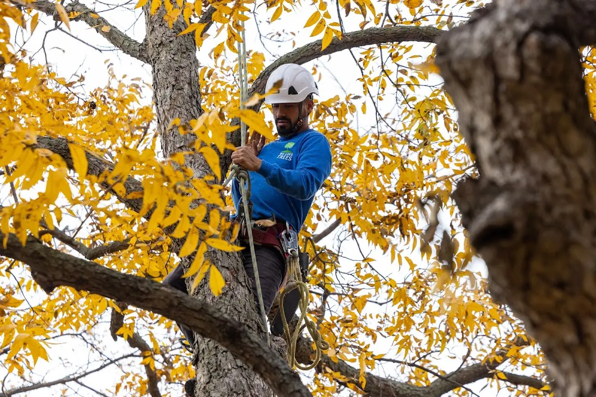Skilled Tree Pruning crew working in Redwood Valley
